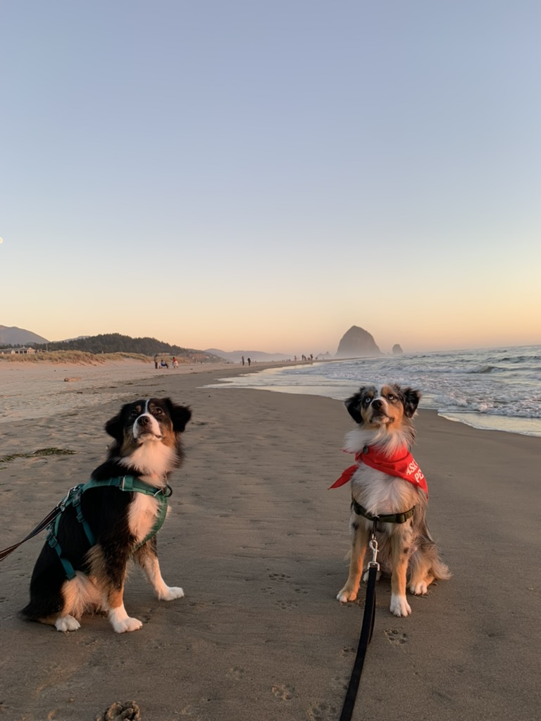 My two Australian Shepherds at the beach
